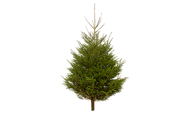 Norway Spruce