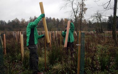 Two volunteers in green help put tree tubes on saplings. It’s a dull winter day and they’re surrounded by colourful tree tubes in an open area.