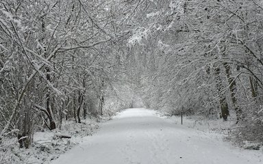 A snowy treelined path at Salcey Forest