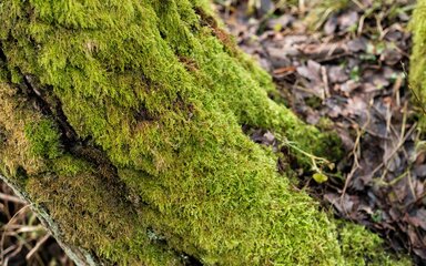 Close-up of bright green moss covering a tree trunk.