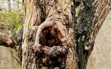Close-up section of a gnarled and knotted large tree trunk