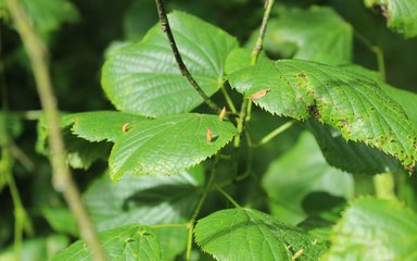 A large leaved lime close up of the leaf, green oval leaves with jagged edges.