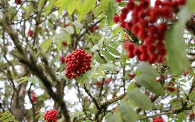 Bright red berries of a rowan in small clusters among green leaves. 