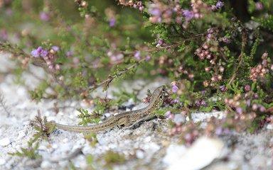 Sand Lizard in forest