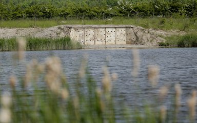 Sandmartin wall at fineshade bird hide