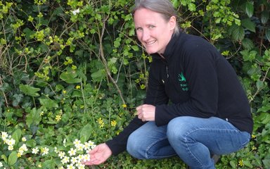 Member of staff Sarah Wood bending to touch primrose flowers in forest