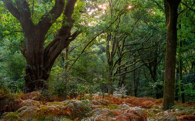 Woodland view of tall large trees with ferns growing underneath.