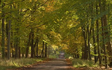 Drive through Savernake forest under tree canopy 