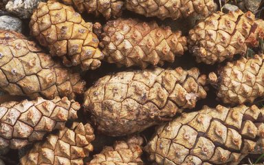 Close-up of a cluster of brown cones from a Scots pine