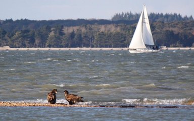 Two white-tailed eagles on the water with boat in the background