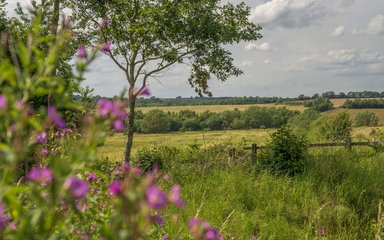 Purple flowers within green forest and field landscape