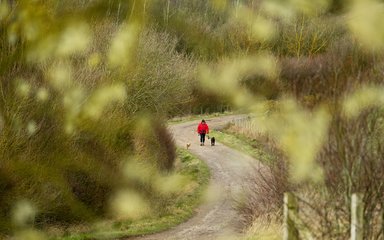 Woman walking dog through the windy paths in winter forest 