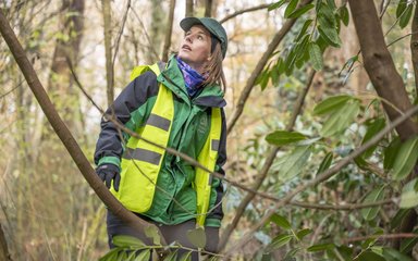 A ranger wearing hi viz vest looks up at the trees