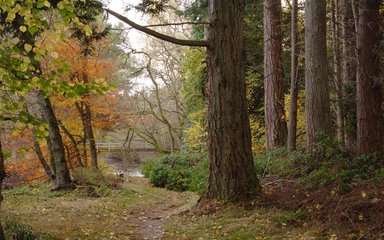 small un-surfaced trail winding through dark autumnal trees to lake in the distance 