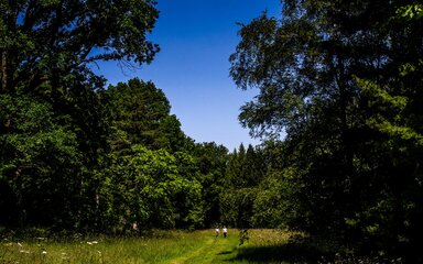 a long grassy ride with trees aligning the path