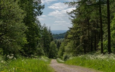 A forest track with trees either side. In the distance is a view across a valley covered by forest.