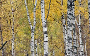 A close-up of a stand of silver birch trees