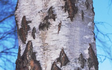 Close-up section of silver birch trunk with blue sky in background