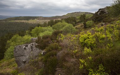 Forests of Rothbury 3 Simonside