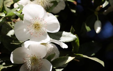 A small delicate white flower with four small petals with a yellow centre. Several fine long line shoot out from the centre with tiny red spots on the end.