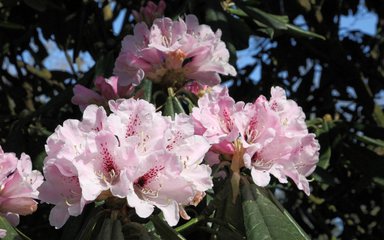 Rhododendron praevernum with large open clusters of pale pink flowers speckled with crimson.