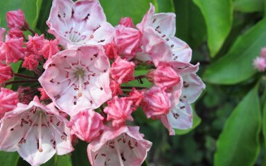 An open umbrella shaped pink flower opens with a tinge of dark pink circle running round the centre.