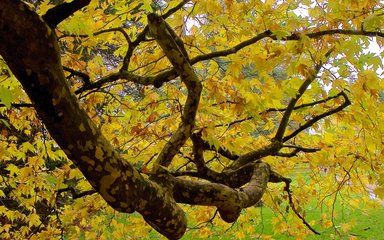 A long and twisty branch of an oriental plane stretches away form the camera with gorgeous yellow leaves cascading around it.
