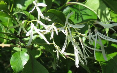 delightful clusters of delicately-scented feathery white flowers among lush green leaves.