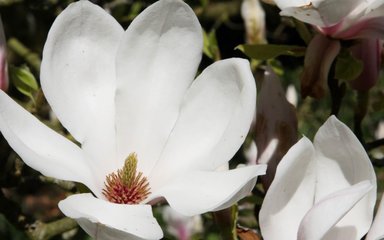 pure white goblet-shaped flowers emerging from dark pink buds