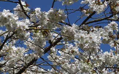The Great white cherry is beautiful with its white flowers and bronze-tinged new leaves. 