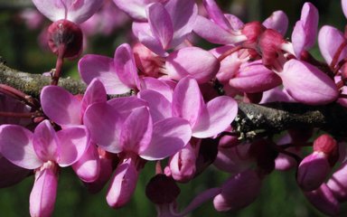 Vibrant small pink flowers cover a branch on the Judas Tree
