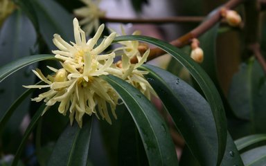 Illicium simonsii is a lovely pyramidal evergreen shrub which has dark green leaves and scented creamy-yellow flowers. 