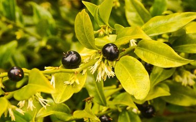 Shiny black berries sit on a light green branch surrounded by light green leaves.