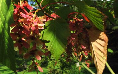 Bright winged fruits and red stems of the Red snake-bark maple 