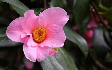 a burst of cheerful pink trumpet-shaped flower with a golden middle sits among dark thick green leaves 
