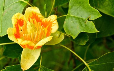 A bright yellow flower stands centre stage with an orange stripe running through the middle surrounded by firm pointy green leaves