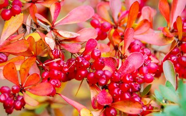 Clusters of bright pink berries sit among small oval leaves of orange and pink hues.