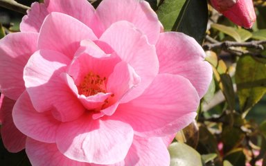 Soft-pink semi-double flowers of the Camellia