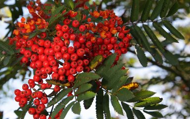 a cluster of bright red berries stand out among sharp oval green leaves.