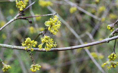 Clusters of small, bright yellow, showy flowers on bare branches
