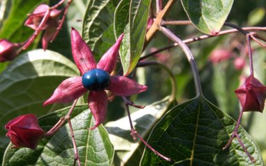 eye-catching maroon calyxes bearing deep blue-black berries. 