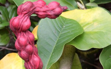 A peculiar almost fleshy bicep seed pod of a magnolia tree, red in colour sits on large oval green leaves  