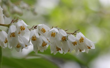 Drooping racemes of white flowers with pointed petals and yellow stamens grow from grey sepals.  