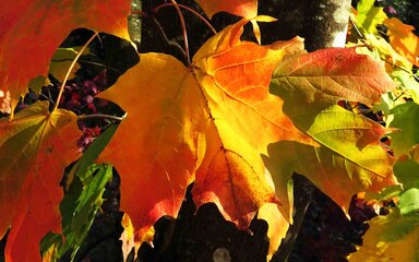 Large multi pointed leaves in a beautiful orange haze 