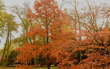 A beautiful tall tree stands proudly with a gorgeous orange crown