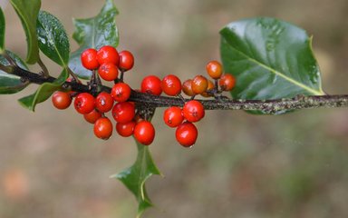 Bright red berries in a small cluster sit along a brown branch with green sharp edged leaves