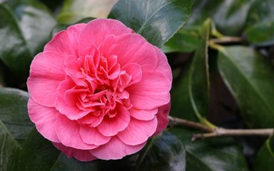 abundant rich pink rosette-like flowers standing out against glossy green leaves.