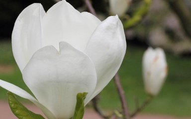 Large-flowered white magnolia