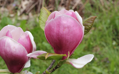 Rose-purple magnolia flowers on the outside which open to reveal white interiors.