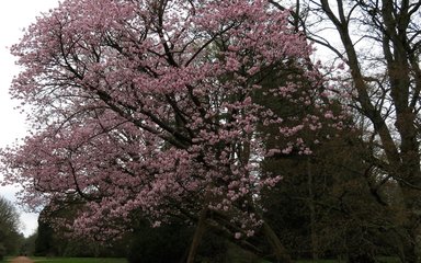 masses of single pink flowers on a large Sargent's cherry tree